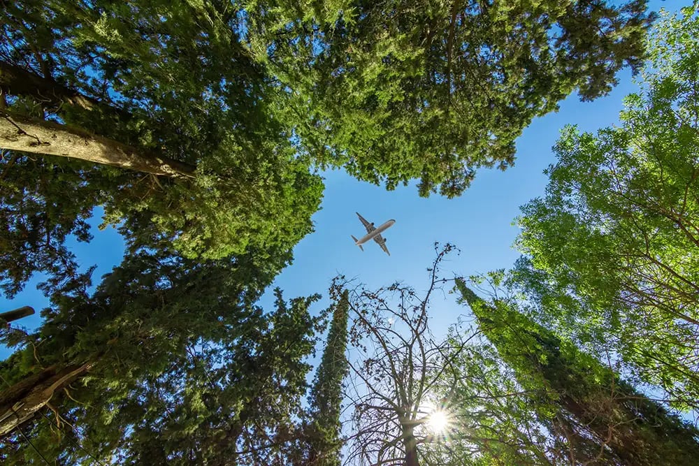 Trees sustainability airplane sky resize2