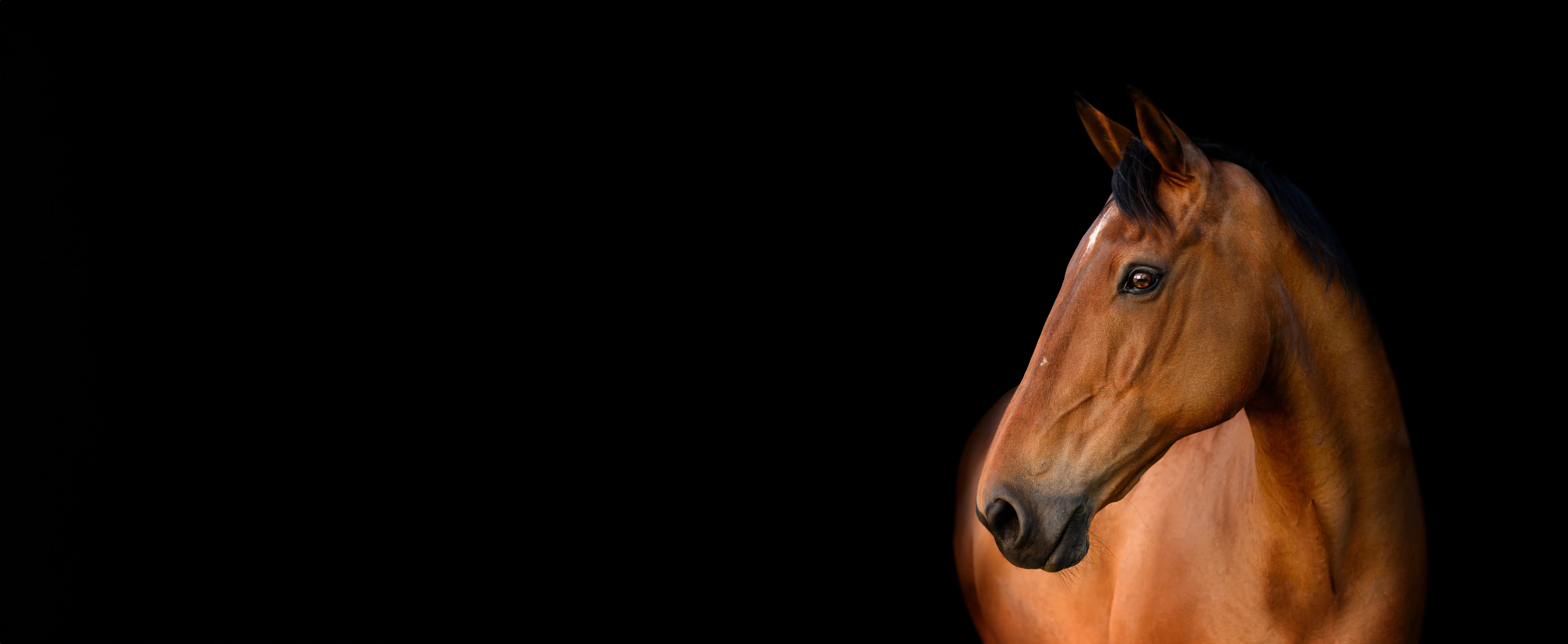 horse close up Bay dressage horse wearing bridle on black backdrop_3